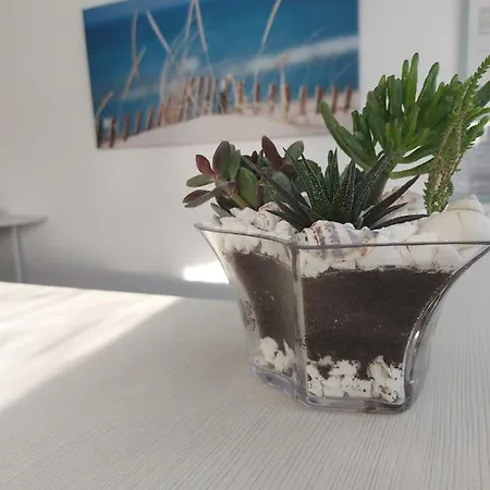 Seahorse 招待所 那沃达利